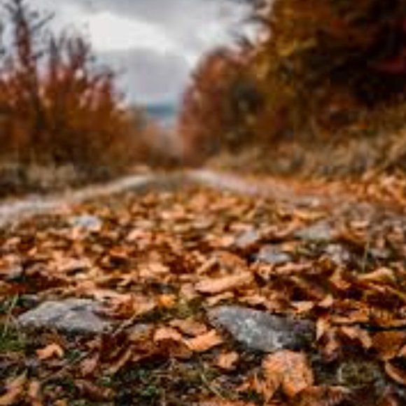 Meet your Posher, Irene - Picture 1 of 1